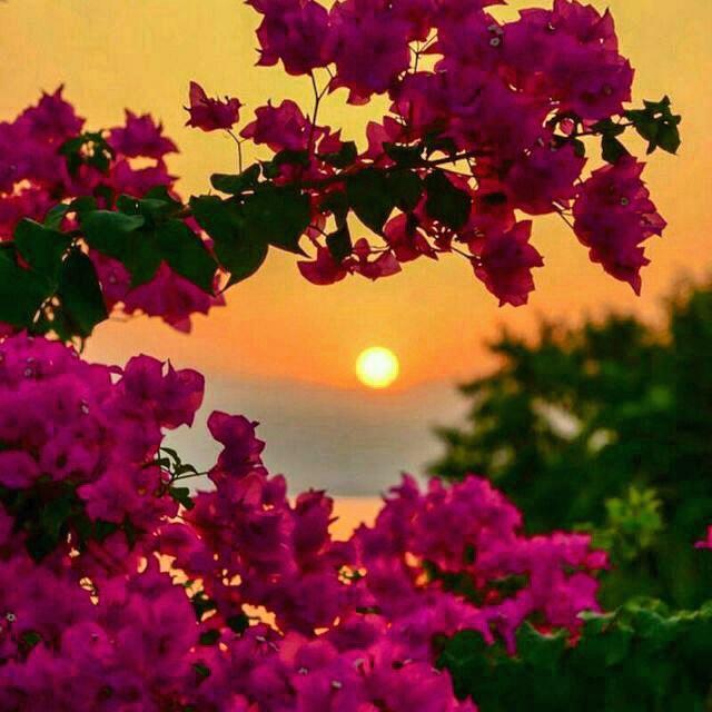 🌹ويبقى الامل🌹