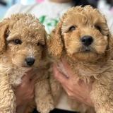 Poodles Puppies World wide