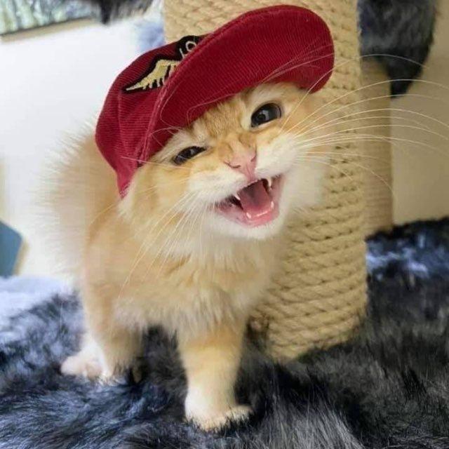 шима*´ω`