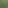 Was wächst denn da? Bestimmungs Gruppe für essbare Wildpflanzen