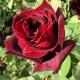 Poeme - SMS d'amour - Philosophie