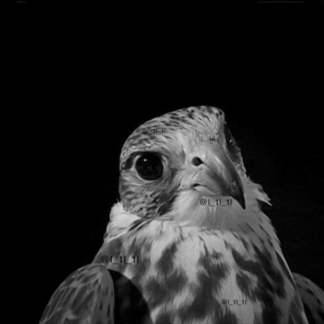 سَ 🦅