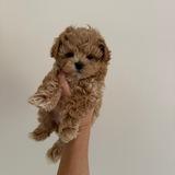 Maltipoo_vip_moscow / Мальтипу