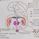 Mbbs University Notes