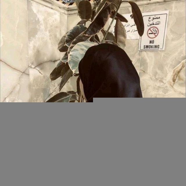 فراشــه المهــدي۶