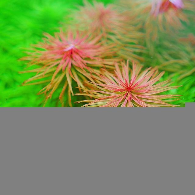 Aquatic plants