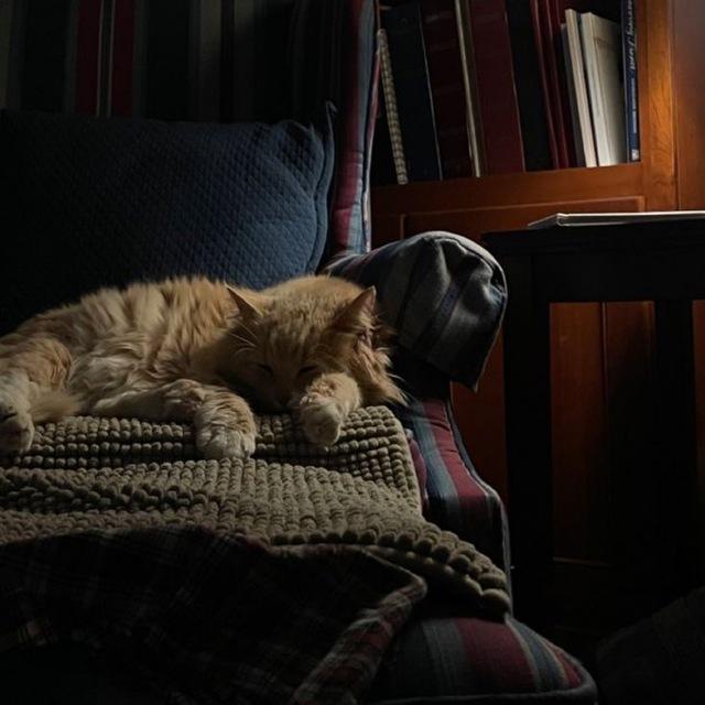 ﹆