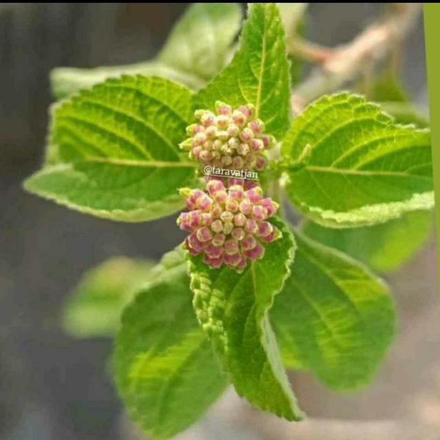 طــ🌧ـــراوت جـــ🌱ــان