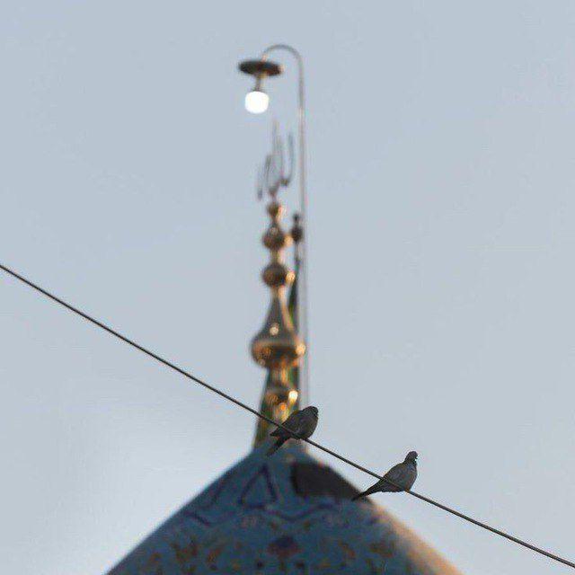 أربعينية سورة الفجر