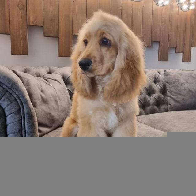 Cute cocker spaniel 🥰