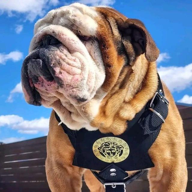 English Bulldog 🇺🇸🇬🇧 🐾