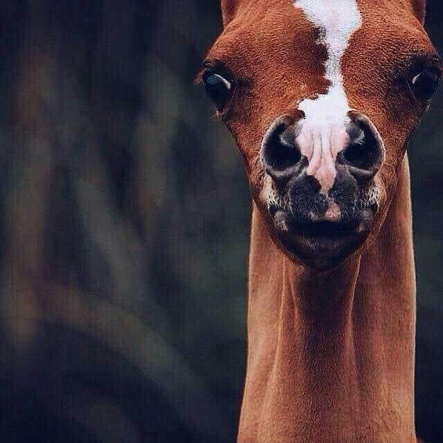 ‏﮼خيل🦋✨