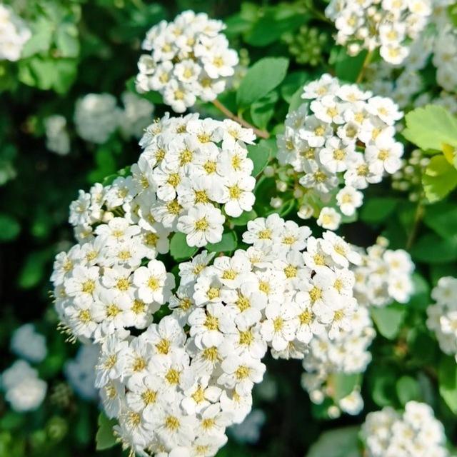Natur - Gemüse - Kräuter