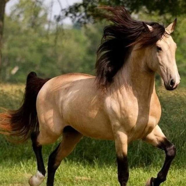 قناة صور Photo Chanel