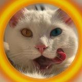 КОТИК ПАТРІОТИК🇺🇦