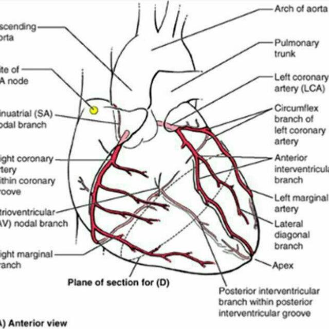 MedStudentNotes