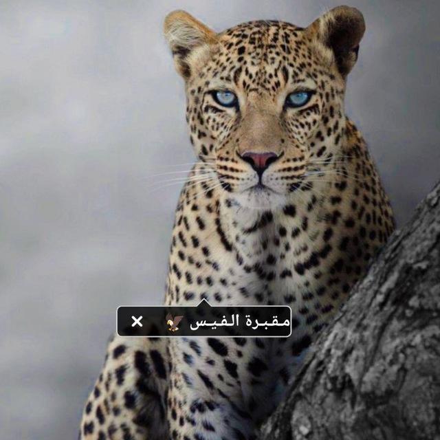 مـقـبـرة الـفـيـس 🦅
