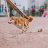 Hatiko.siba🐶