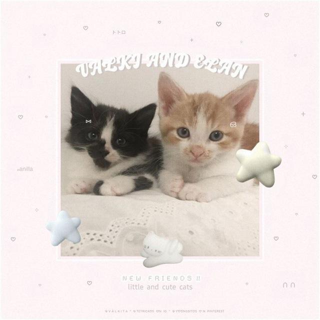 ‣ 🐈 “poOm — kitten'storeu” 🐾 𐙚