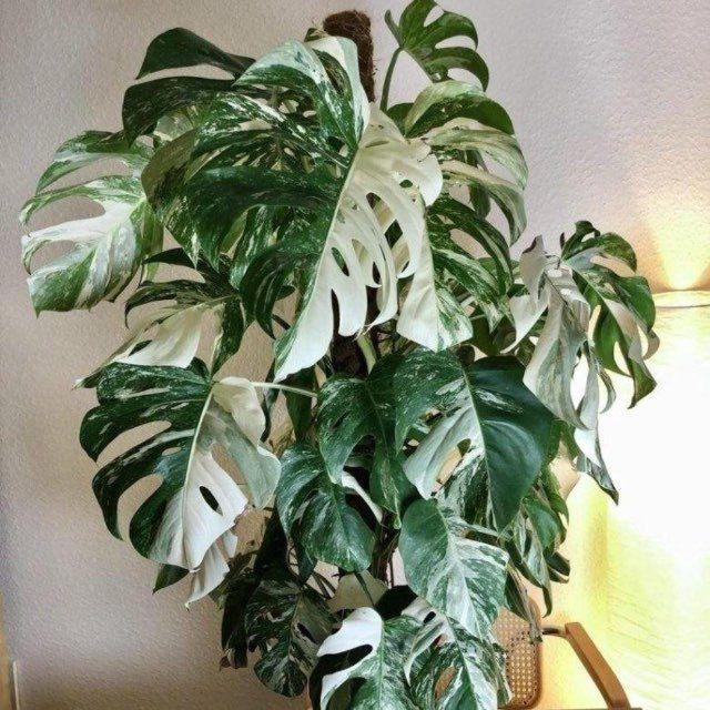 Цветы Мариуполь🪴🌵🍀