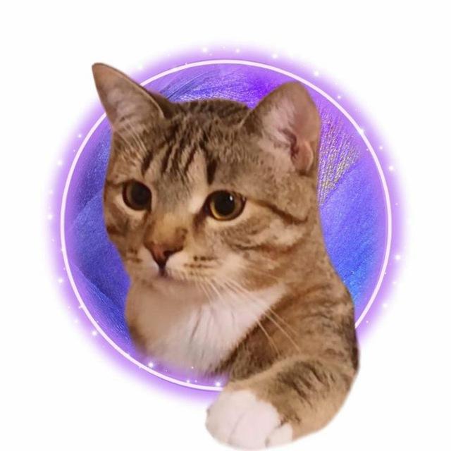 Кот Спокки