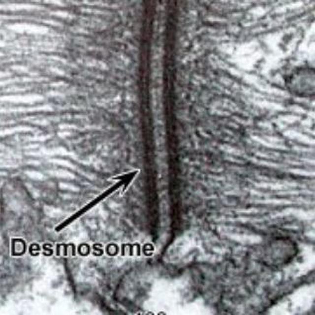 Derma Channel (OSCE slides, lectures, MCQs and discussion)
