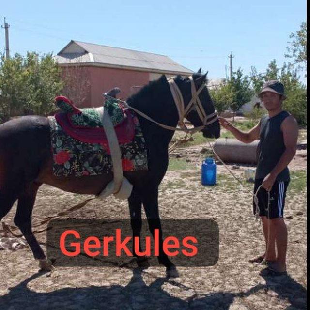 Qashqadaryo koʻpkarisi, Sirojiddin Aminov kanali.