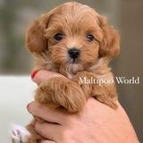 Maltipoo World Club