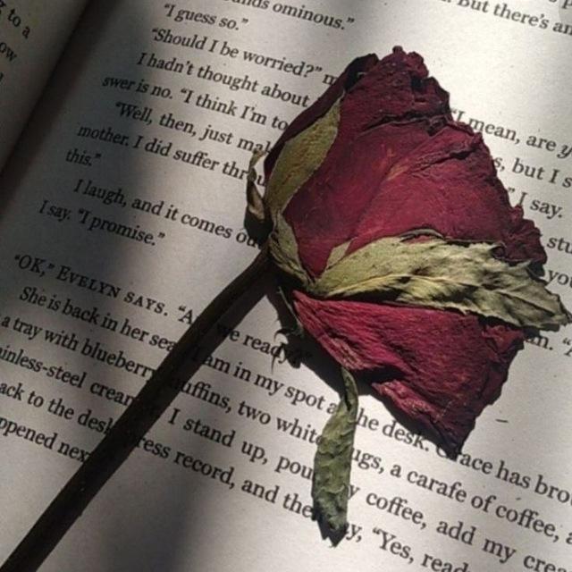 𝑯𝒊𝒅𝒅𝒆𝒏 𝑫𝒊𝒂𝒓𝒚🥀