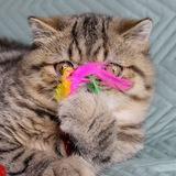Lumicat_cattery