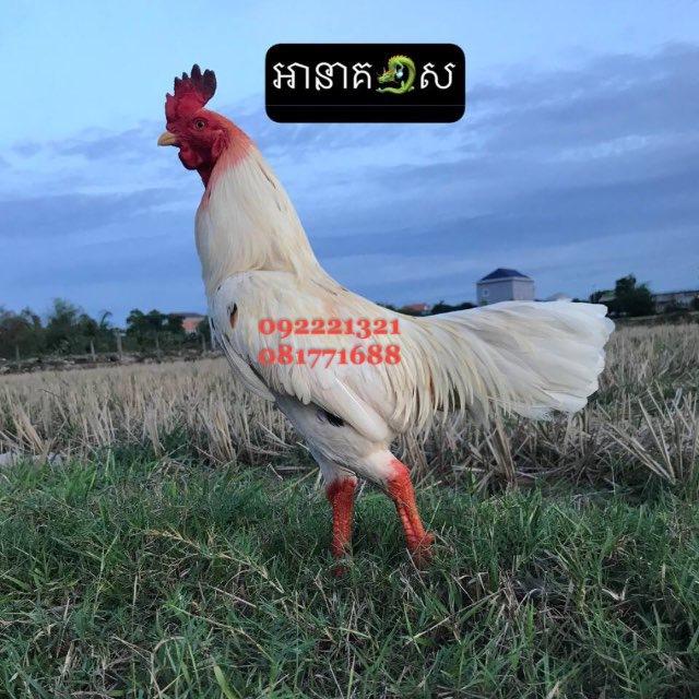 នាគ🐉សដូនកែវ🇰🇭🥰