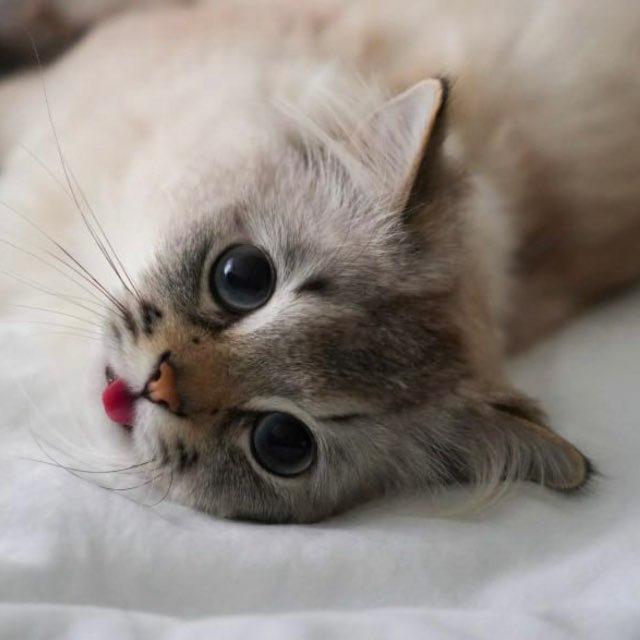 Пушистый домосед 🐾