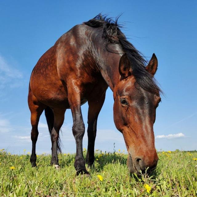 StableLive
