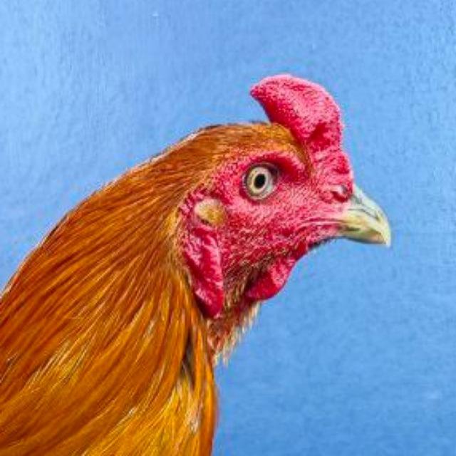 បក្សី_ចម្បាំង🐓