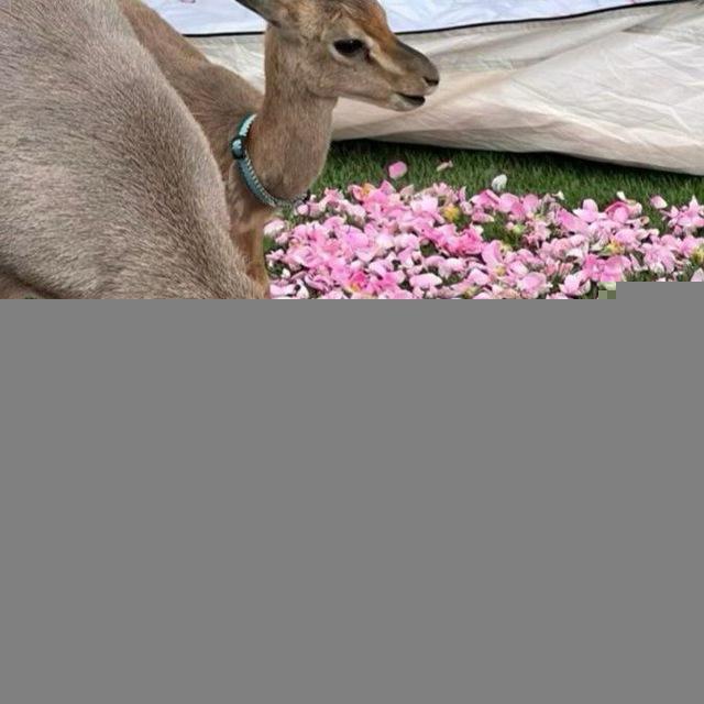 الْغَـــيّنْ 🦌 🩷