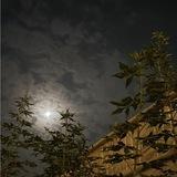 صدقة جاريه