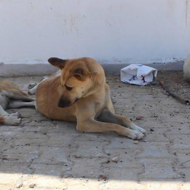 كلاب سائبة وشخصيات خائبة