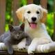 Cat&Dog Потеряшки Минск