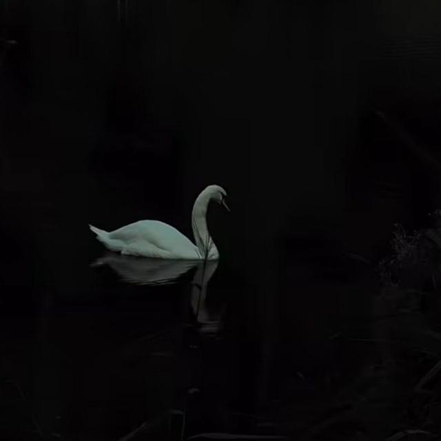 •وهم سبز•