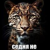 Суета Токсово 🐯