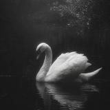 🦢.