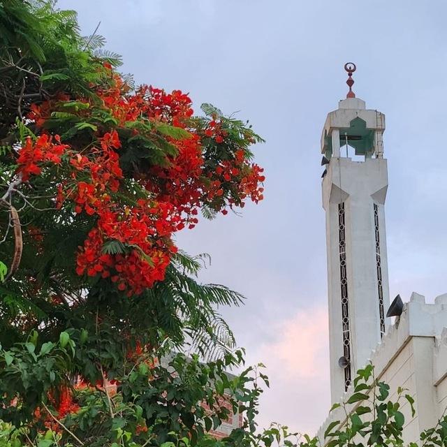 تلاوات مسجد المدينة الجامعية
