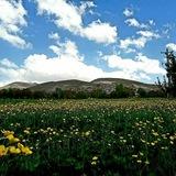 اطلاع رسانی عنصرود(آستاری)