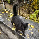 Sbu Cats