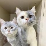 Два Кота🐾Квизы