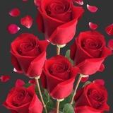 💘Dareen--------jacel💘