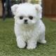 Adorable teacup poodle🐩 puppies for adoption🌎
