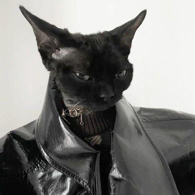 " black cat "