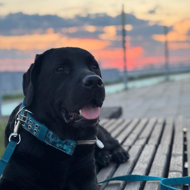 чёрное безумие🐾