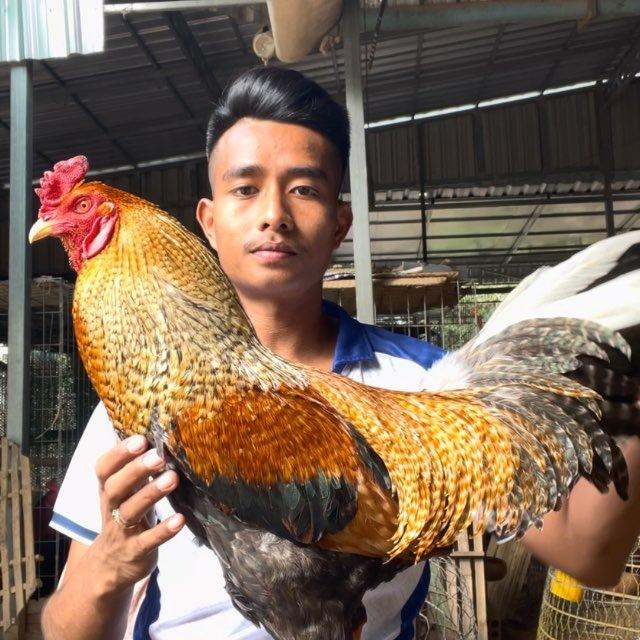Hea Thona (បក្បីវេងស្រេង)